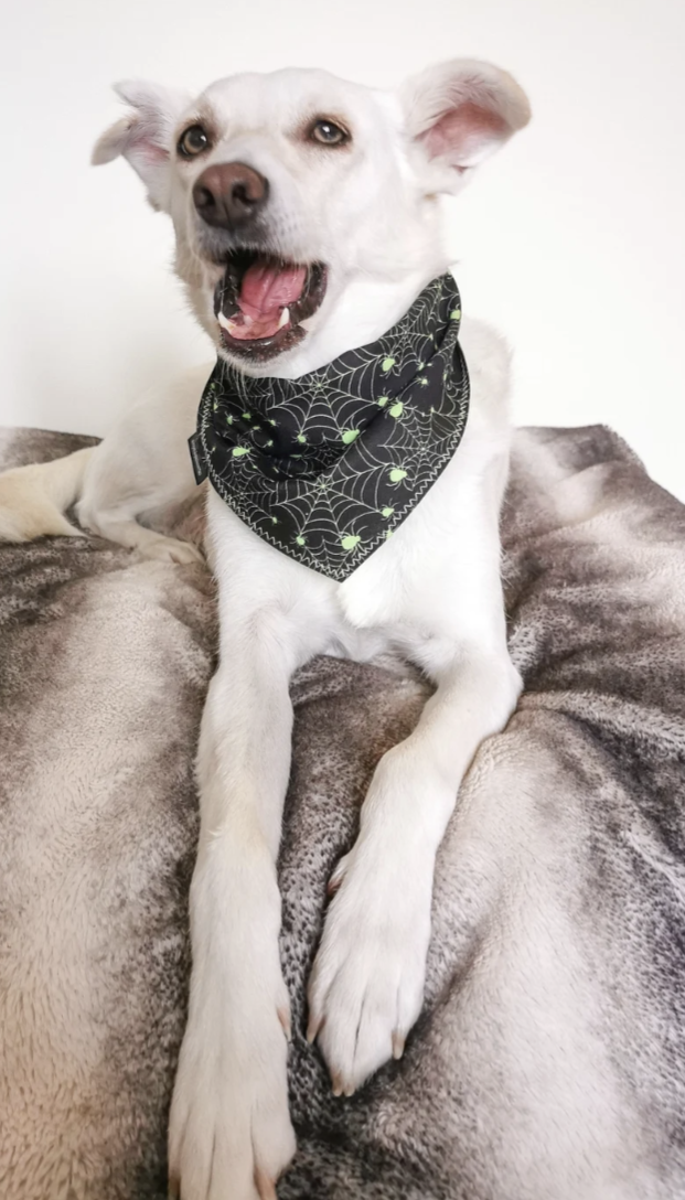 Spiderweb Dog Bandana | Scarf Tie On Bandana