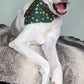 Christmas Green, Gold Star Dog/Cat Slip On Bandana
