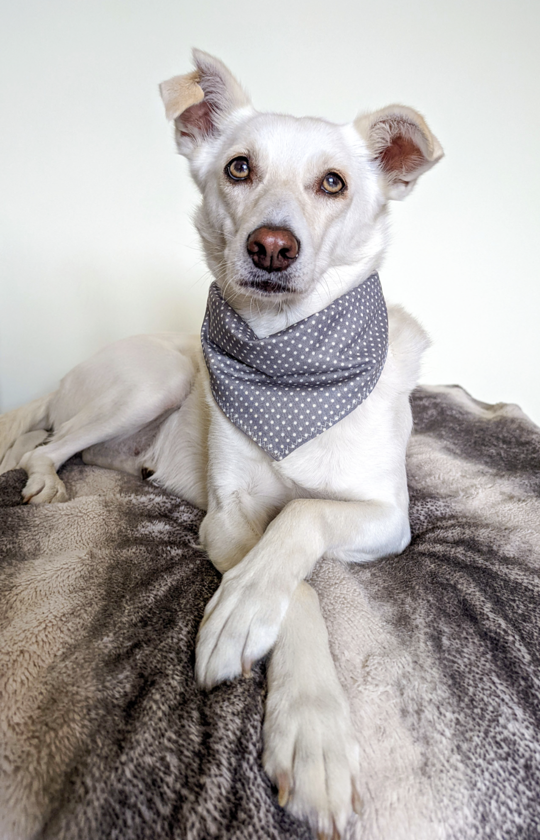 Grey sales dog bandana