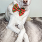 Christmas Red Holly Pet Bowtie