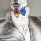 Colourful Galaxy Pet Bowtie | Dog Bowtie