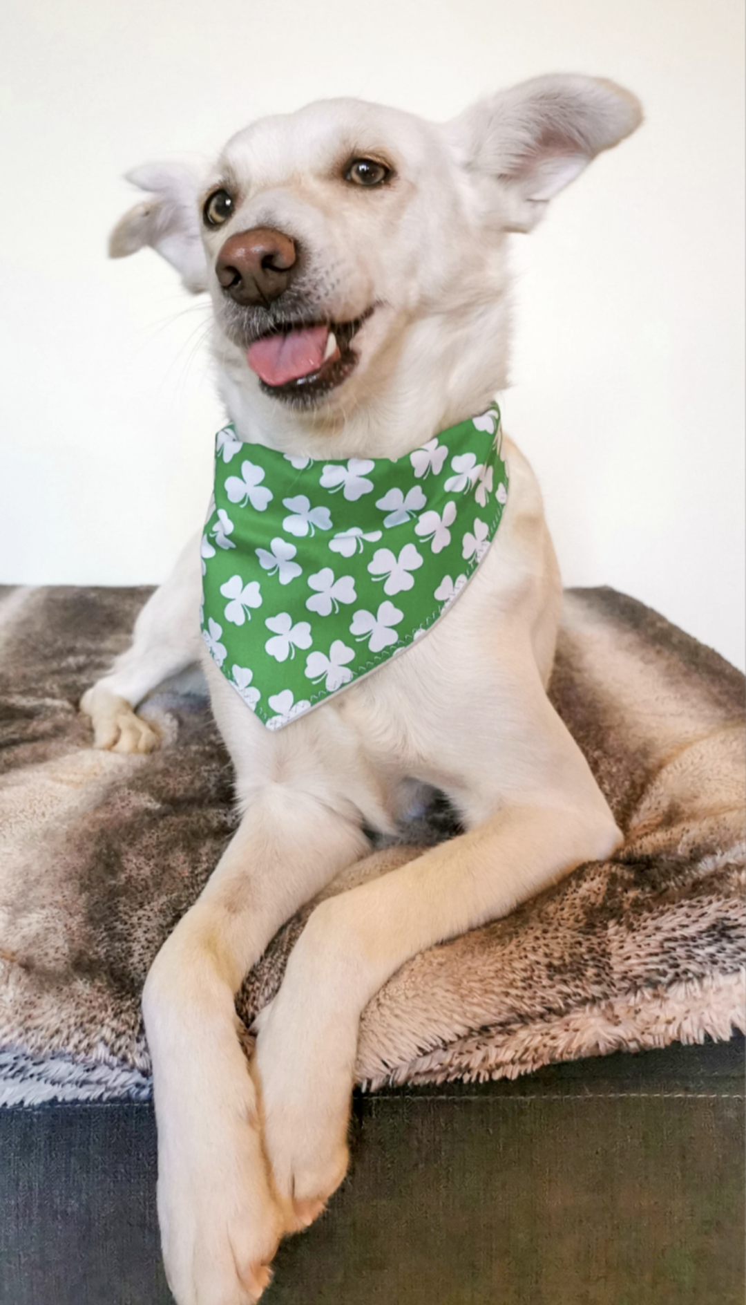 St Patrick s Day Shamrock Dog Scarf Bandana Super Dog Accessories