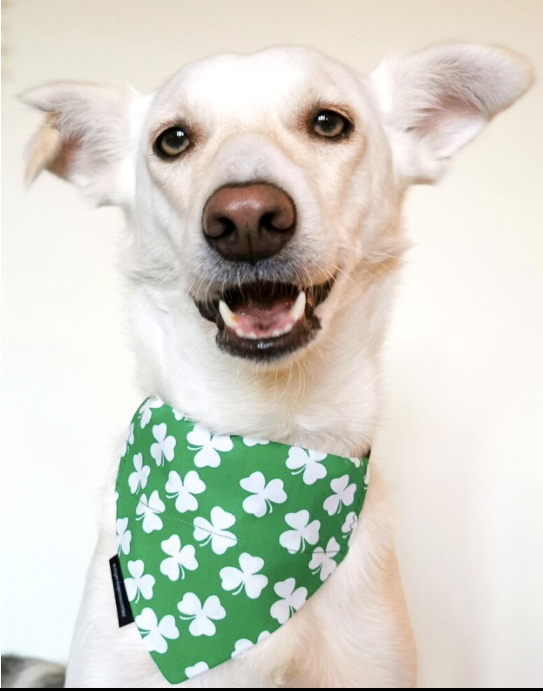 St Patrick's Day Shamrock Bandana Dog/Cat Slip On Bandana