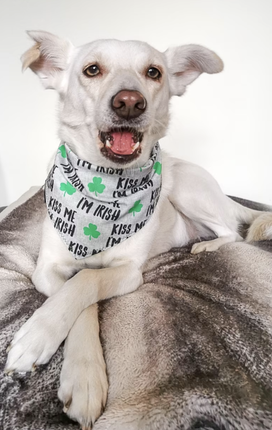 St Patrick's Day Kiss Me I'm Irish Bandana | Scarf Tie On Dog Bandana