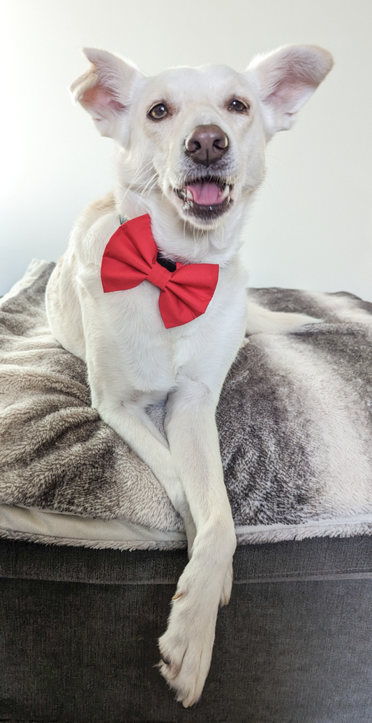 Red Pet Bowtie