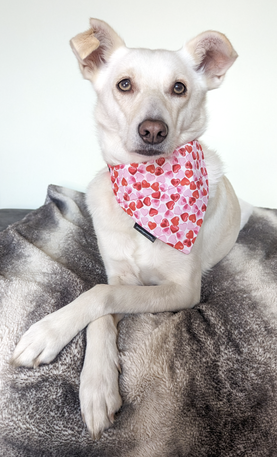 Cute Pink Heart Valentine's Dog/Cat Bandana