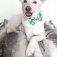 Shamrock Pet Bowtie | St Patrick's Day Bowtie