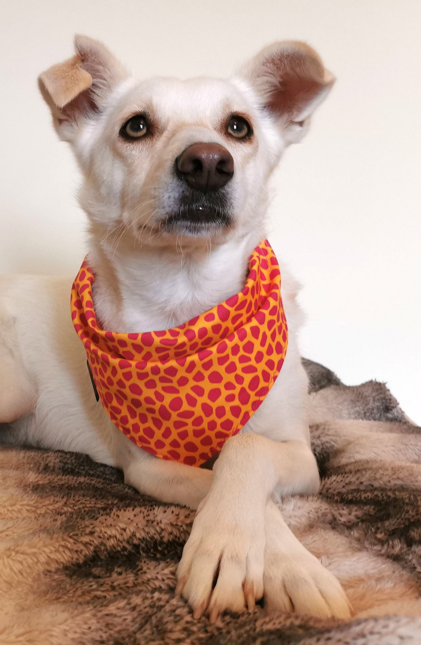 Orange Pink Leopard Print Dog Bandana | Scarf Tie On Bandana
