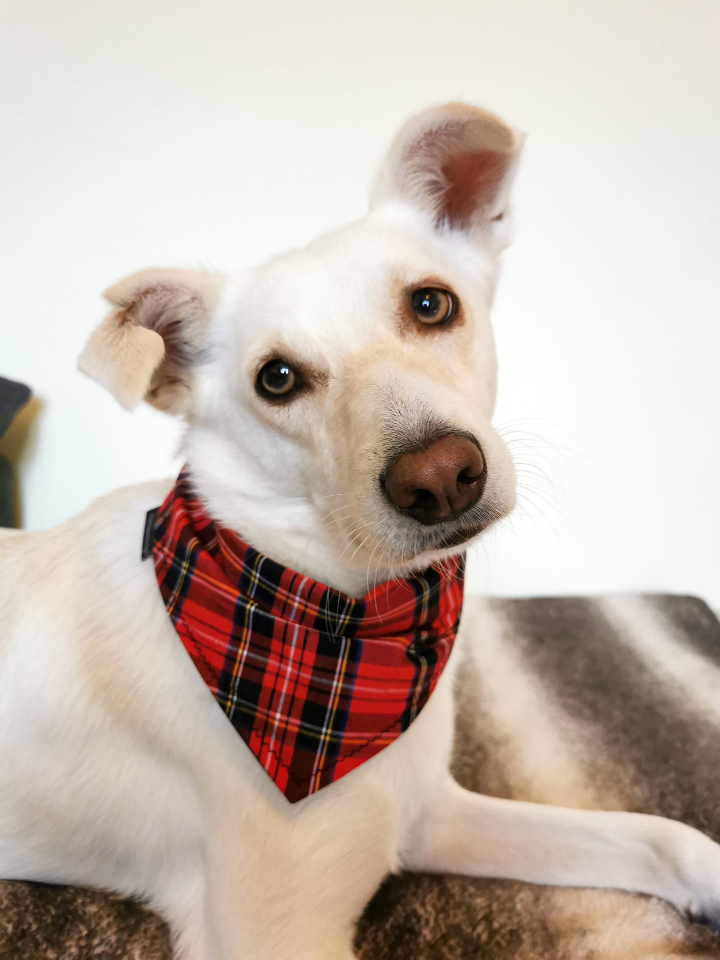 Red Tartan Dog Bandana Scarf Tie On Dog Scarf - Main Image