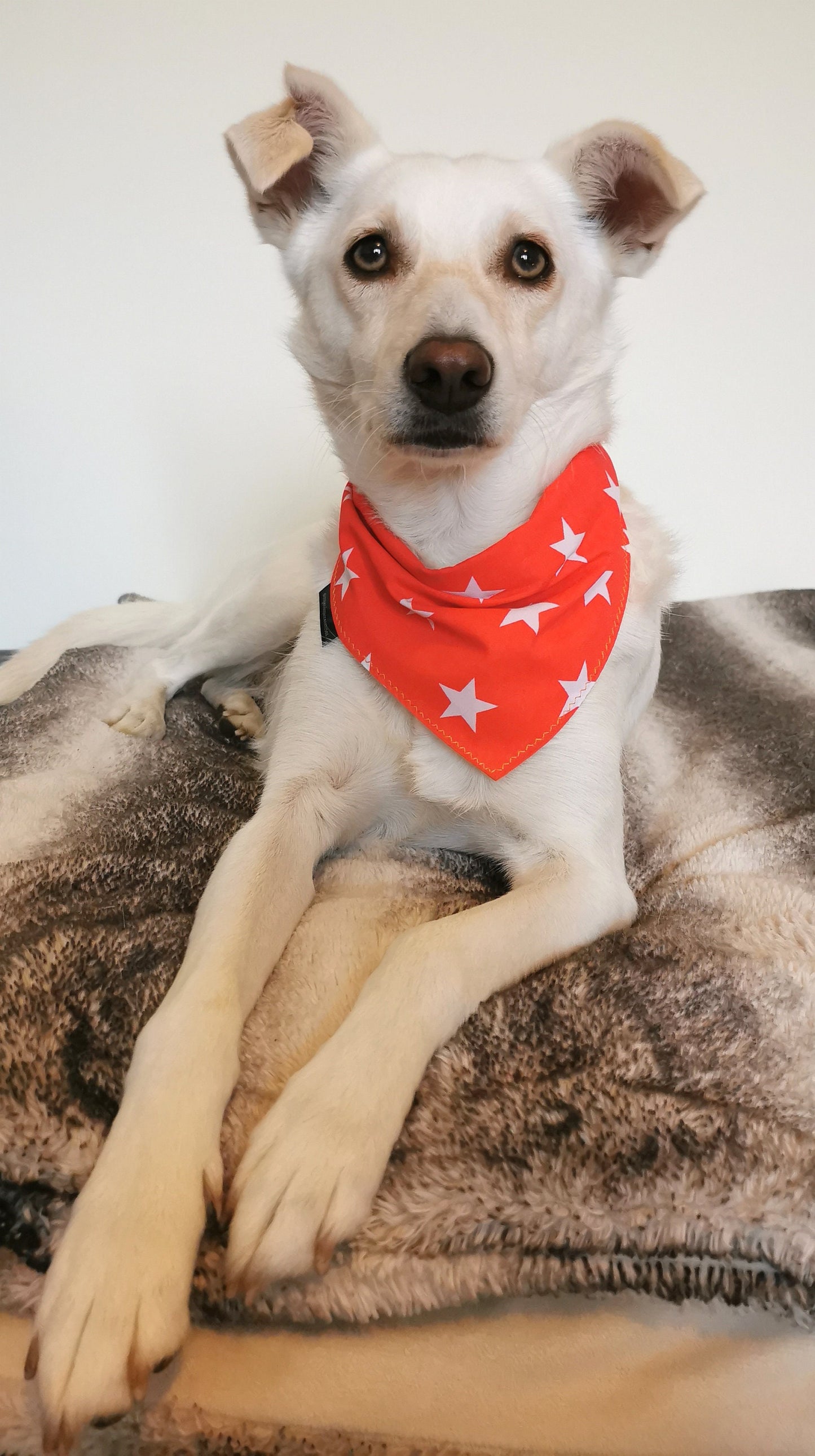 Red White Star Dog Bandana | Scarf Tie On Dog Scarf
