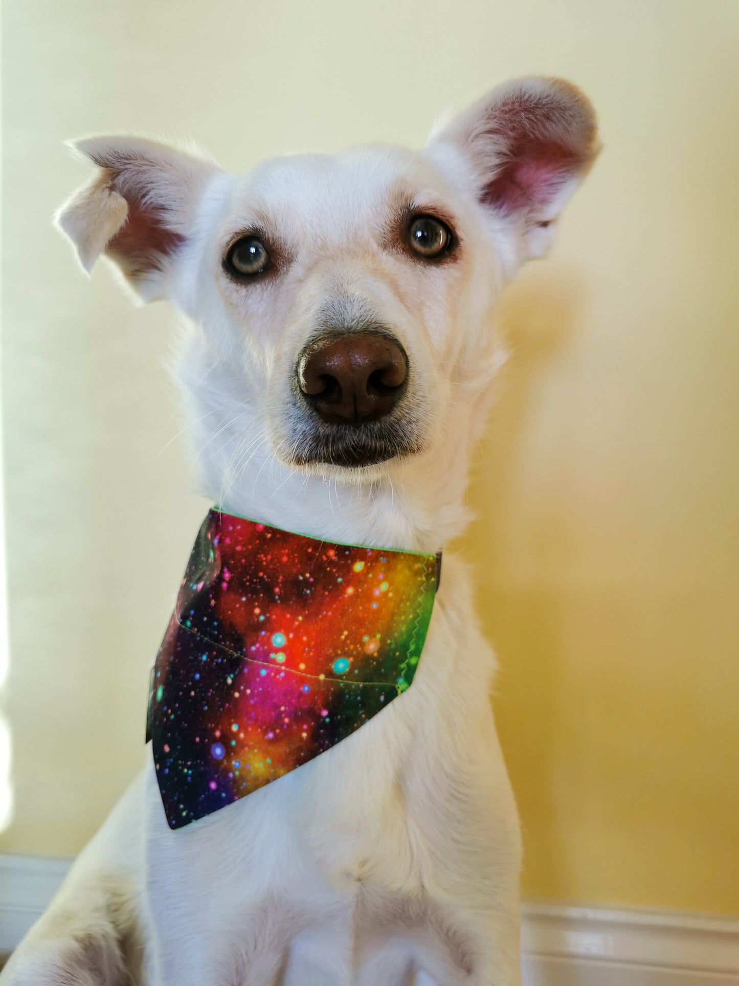 Colourful Galaxy Print Dog/Cat Slip On Bandana