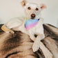 Pastel Rainbow Dog/Cat Slip On Bandana