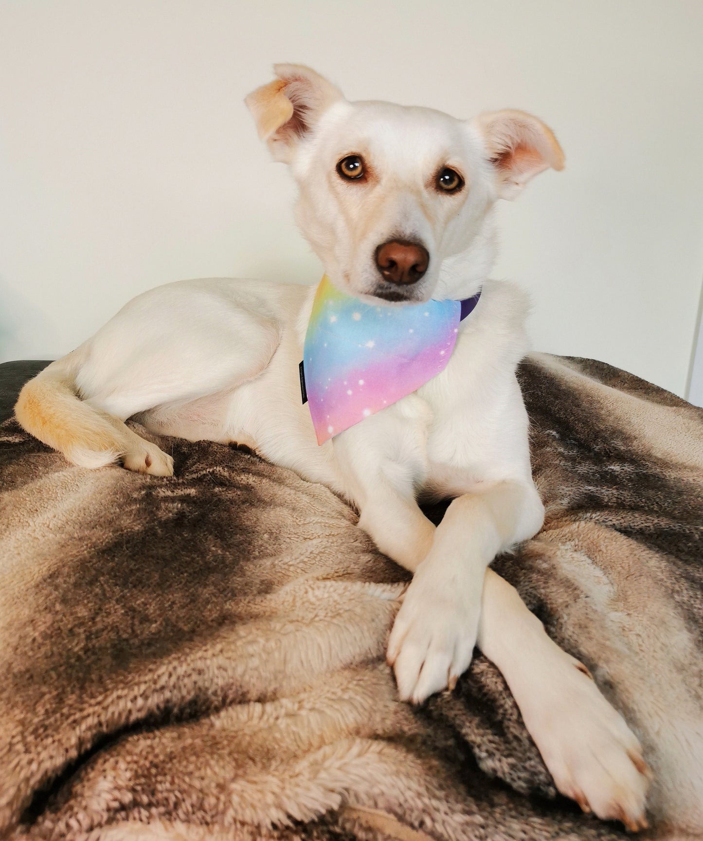Pastel Rainbow Dog/Cat Slip On Bandana
