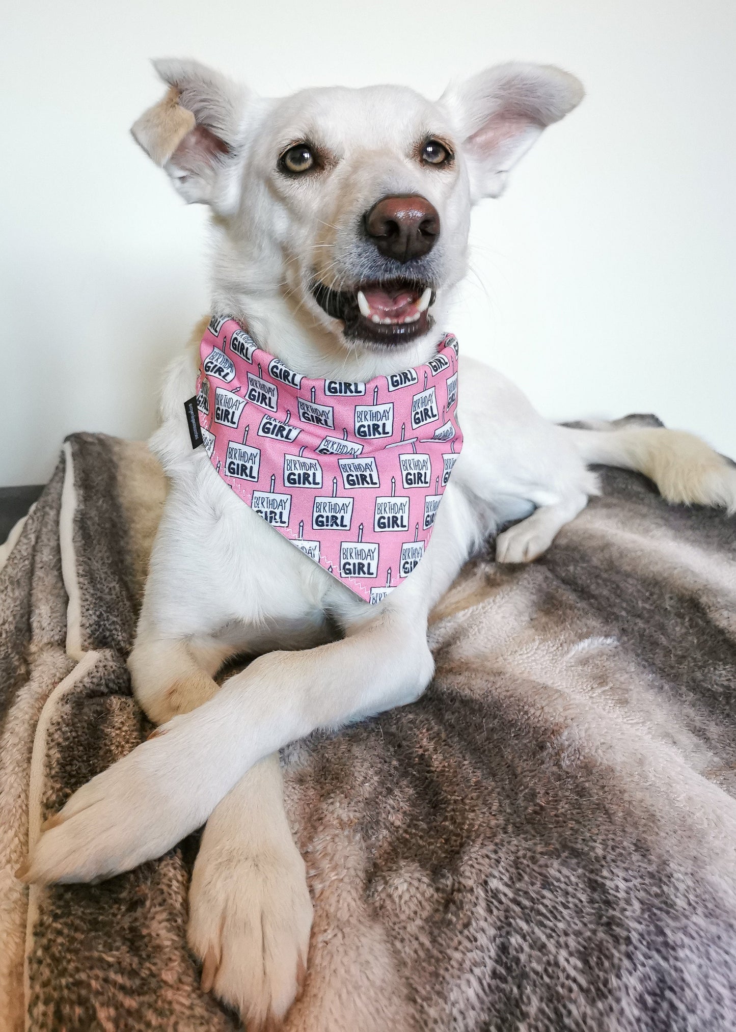 Birthday Girl Dog Bandana | Scarf Tie On Bandana