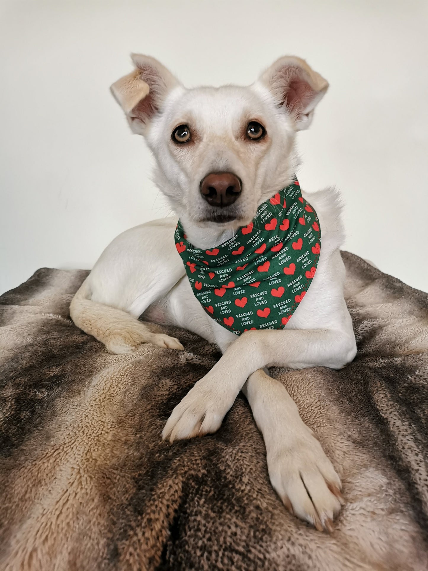 Rescued & Loved Dog Bandana | Scarf Tie On  Dog Scarf
