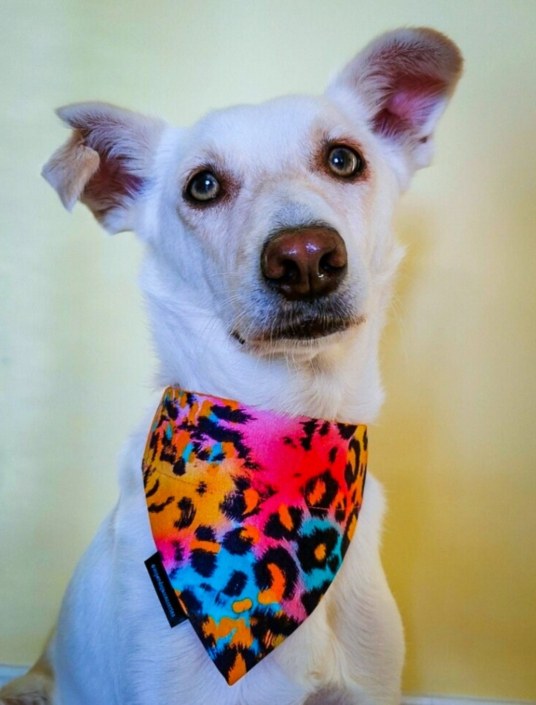 Colourful Animal Print Dog/Cat Slip On Bandana